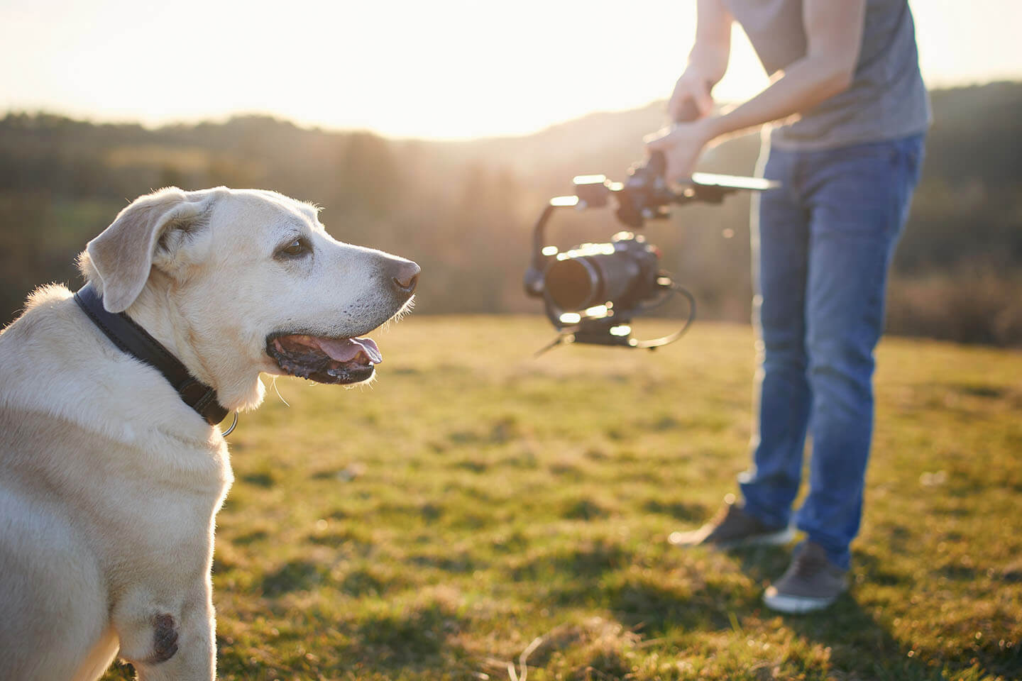 Wild on Screen - Behind the Scenes with Directors Who Turned Animals into Movie Stars - Indie Shorts Mag